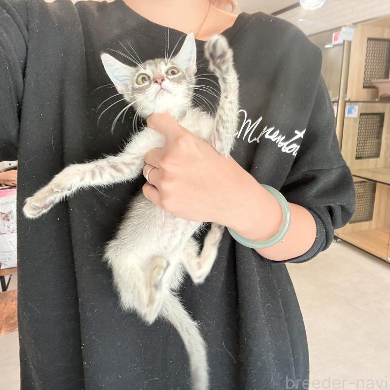 販売中の大阪府のアビシニアン-138716の4枚目