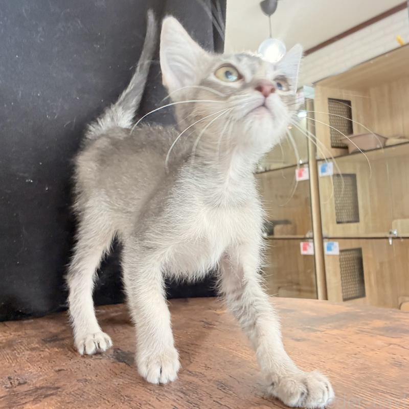 販売中の大阪府のアビシニアン-138716の3枚目