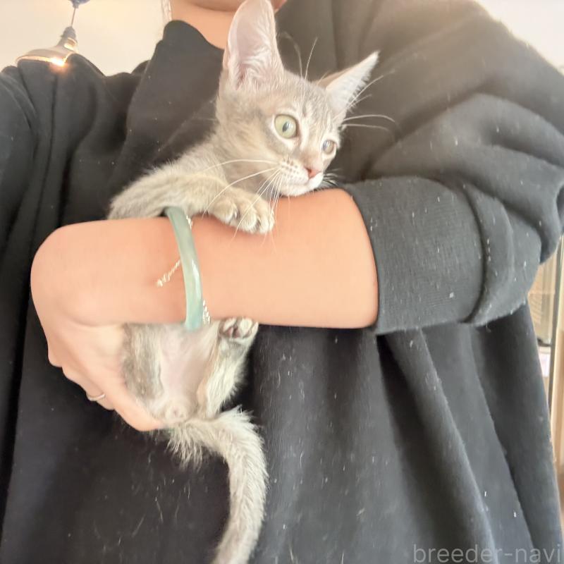 販売中の大阪府のアビシニアン-138716の2枚目