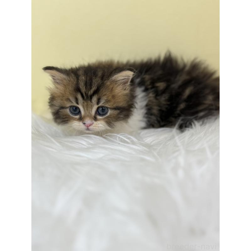 販売中の埼玉県のラガマフィン-138717の4枚目