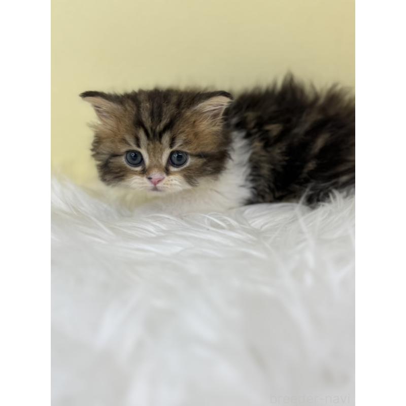 販売中の埼玉県のラガマフィン-138717の3枚目