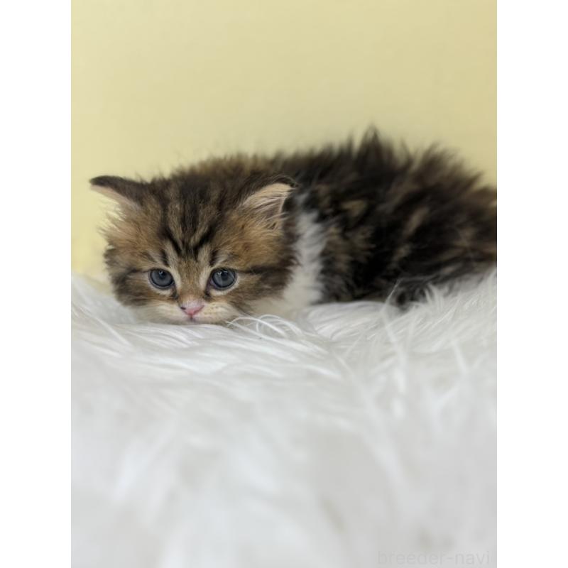 販売中の埼玉県のラガマフィン-138717の2枚目