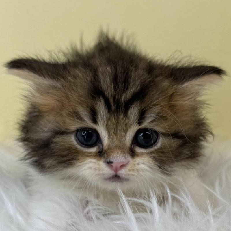 販売中の埼玉県のラガマフィン-138717の1枚目