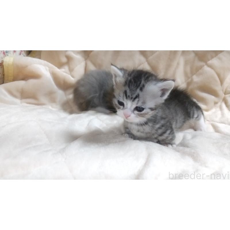 販売中の愛知県のマンチカン(短足)-138722の3枚目