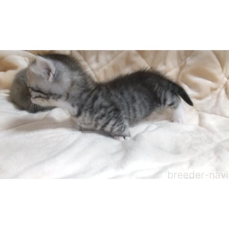 販売中の愛知県のマンチカン(短足)-138722の2枚目