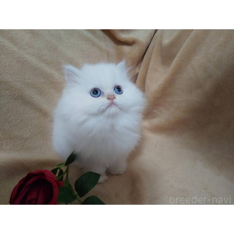 販売中の岐阜県のペルシャ-138721の3枚目