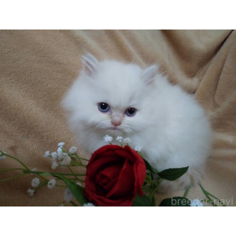 販売中の岐阜県のペルシャ-138721の2枚目