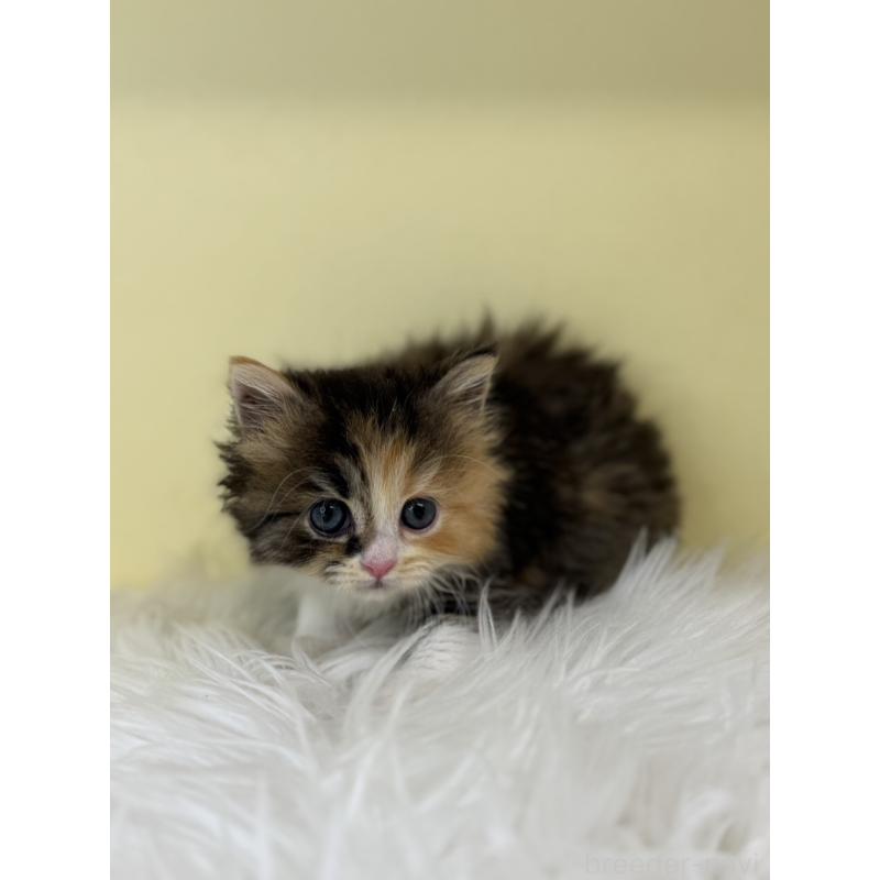 販売中の埼玉県のラガマフィン-138719の4枚目