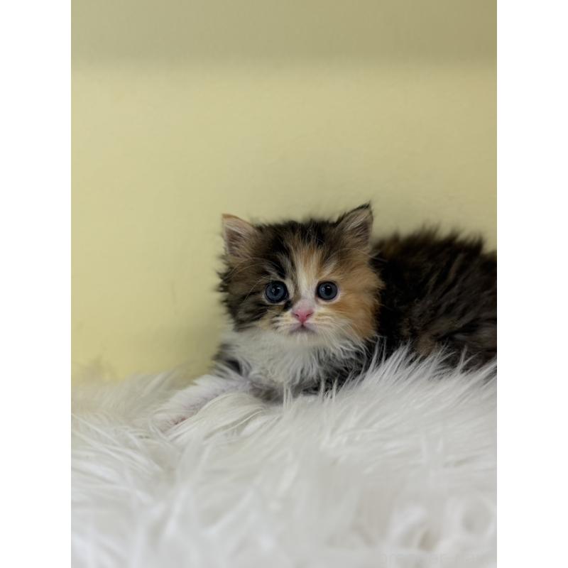 販売中の埼玉県のラガマフィン-138719の3枚目