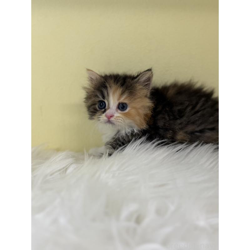 販売中の埼玉県のラガマフィン-138719の2枚目