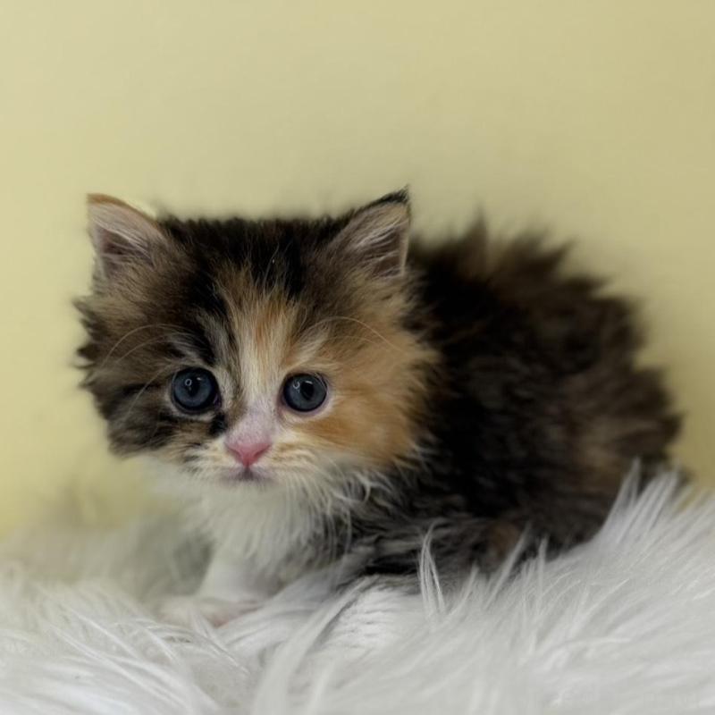 販売中の埼玉県のラガマフィン-138719の1枚目