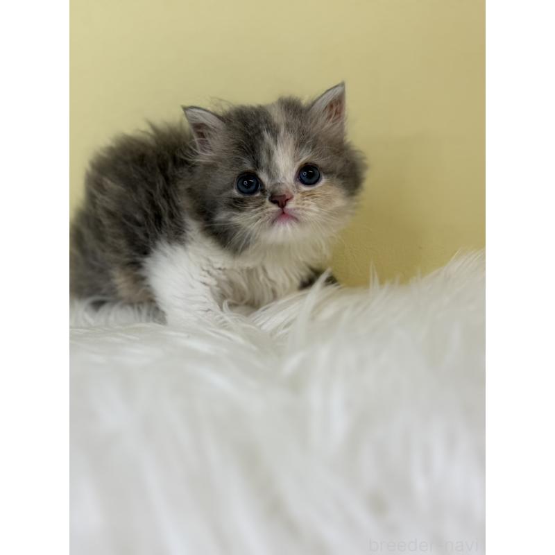 販売中の埼玉県のラガマフィン-138720の4枚目