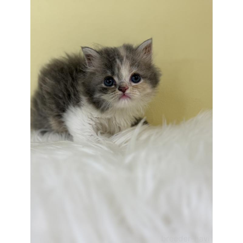 販売中の埼玉県のラガマフィン-138720の3枚目