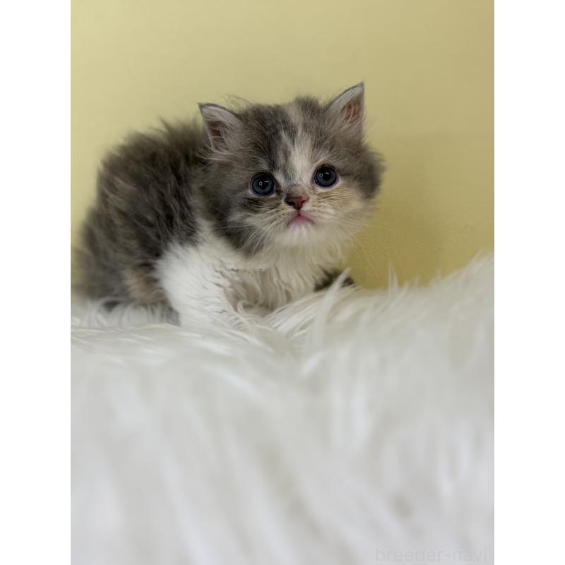 販売中の埼玉県のラガマフィン-138720の2枚目