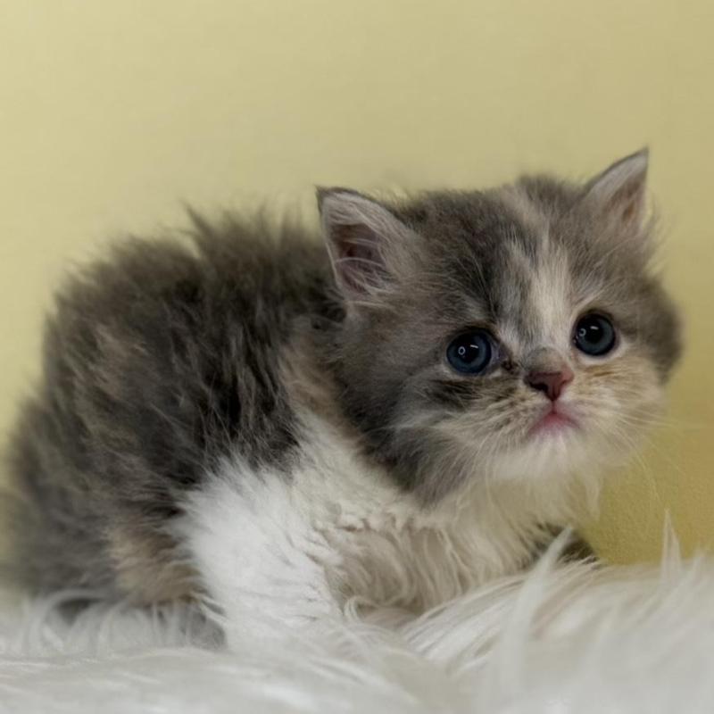 販売中の埼玉県のラガマフィン-138720の1枚目