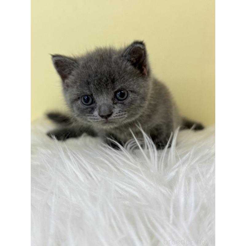 販売中の埼玉県のブリティッシュショートヘア-138723の4枚目