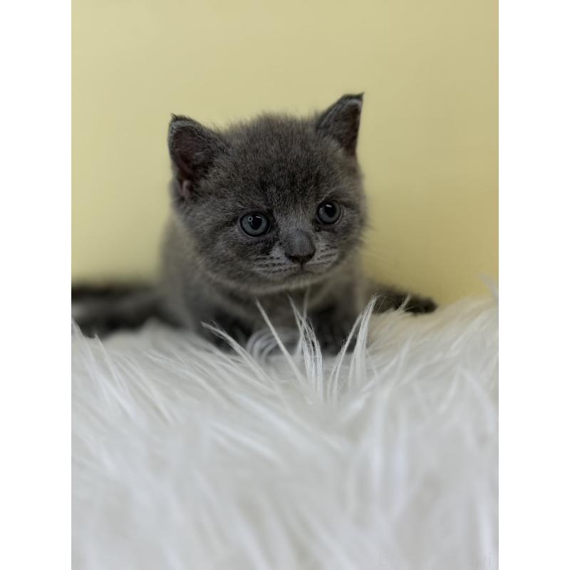 販売中の埼玉県のブリティッシュショートヘア-138723の3枚目