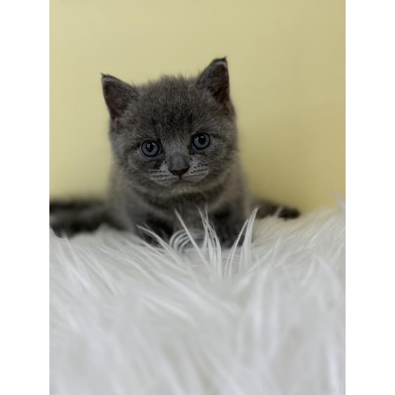 販売中の埼玉県のブリティッシュショートヘア-138723の2枚目