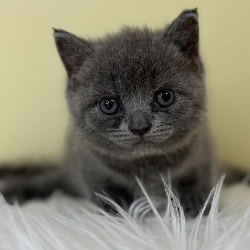 販売中の埼玉県のブリティッシュショートヘア-138723