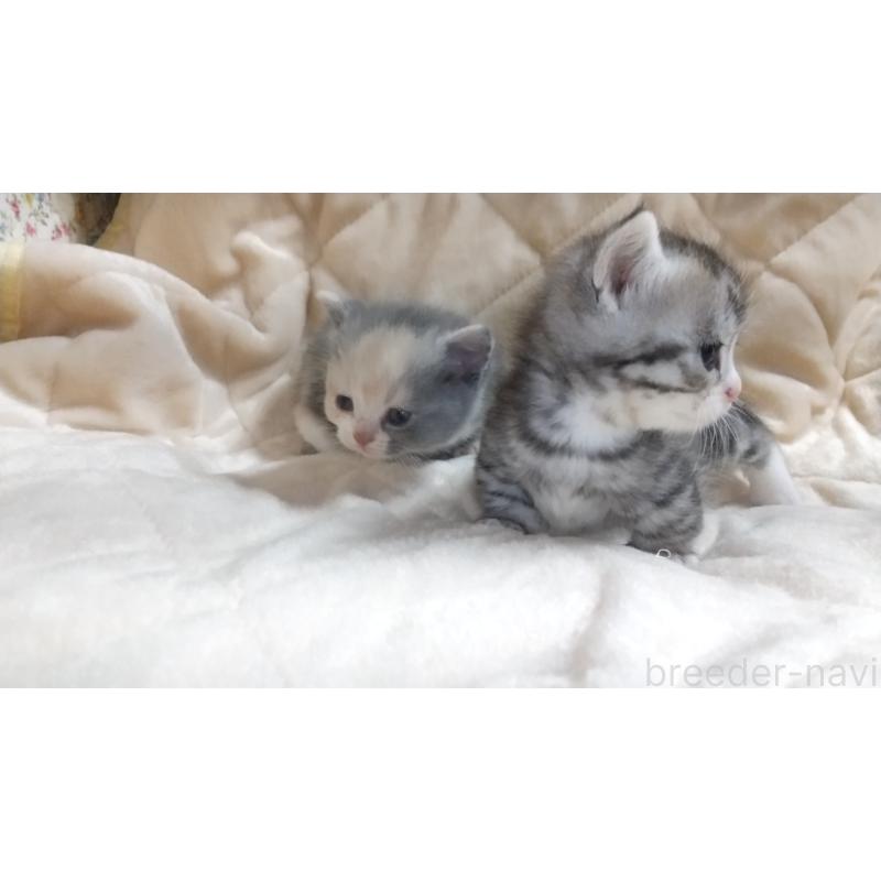 販売中の愛知県のマンチカン(短足)-138726の2枚目