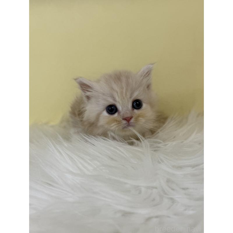 販売中の埼玉県のサイベリアン-138724の4枚目