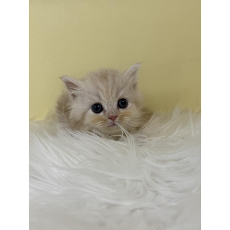 販売中の埼玉県のサイベリアン-138724の3枚目