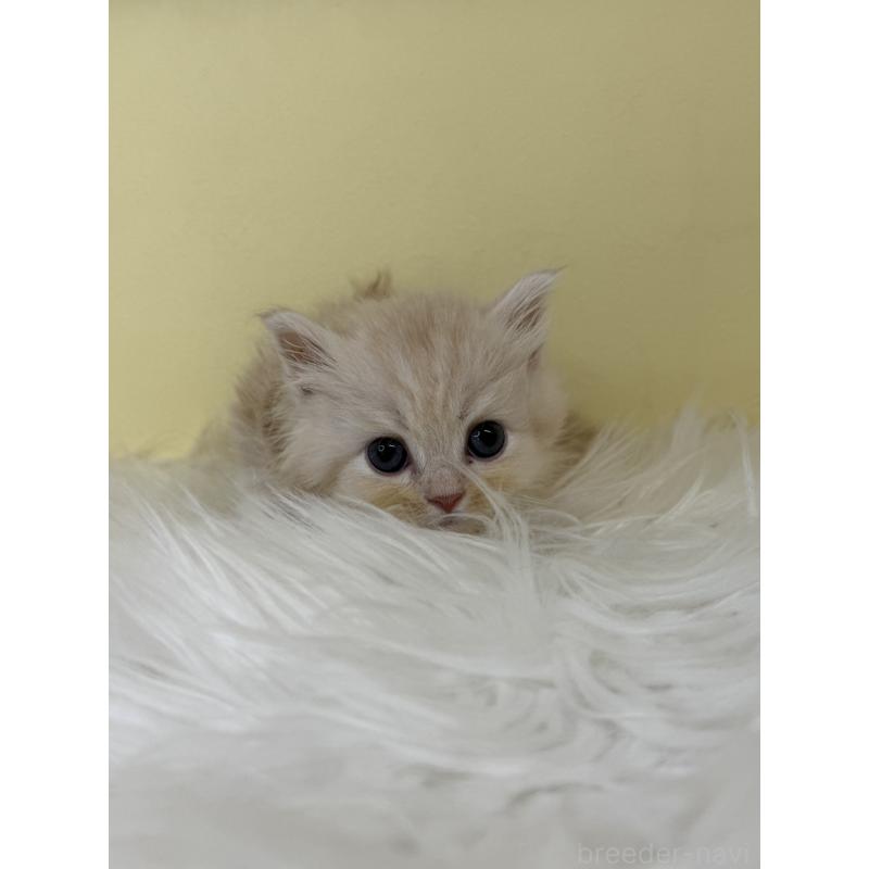 販売中の埼玉県のサイベリアン-138724の2枚目