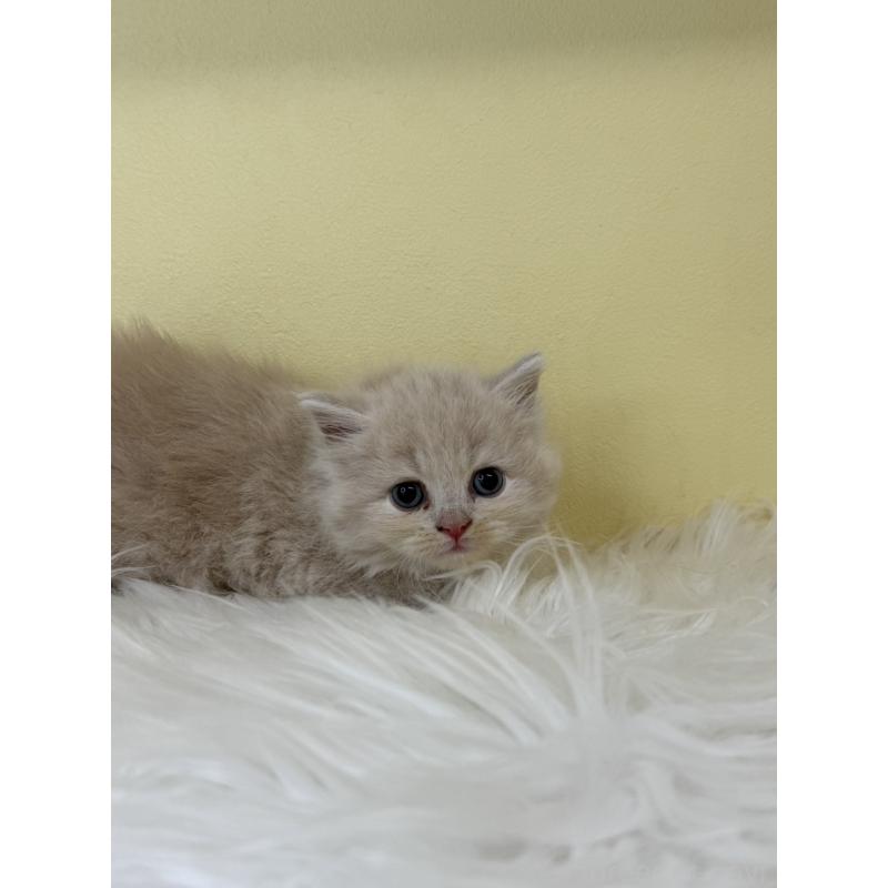 販売中の埼玉県のサイベリアン-138725の4枚目