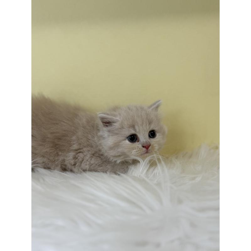 販売中の埼玉県のサイベリアン-138725の3枚目