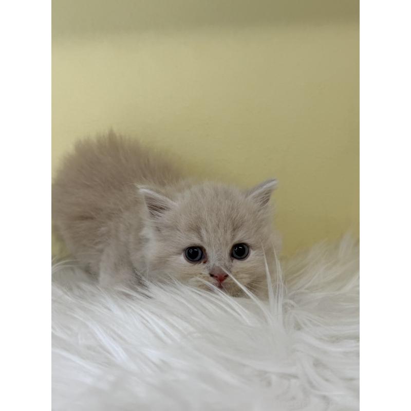 販売中の埼玉県のサイベリアン-138725の2枚目