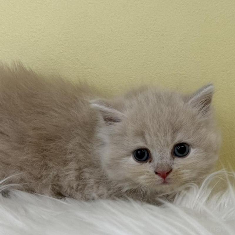 販売中の埼玉県のサイベリアン-138725