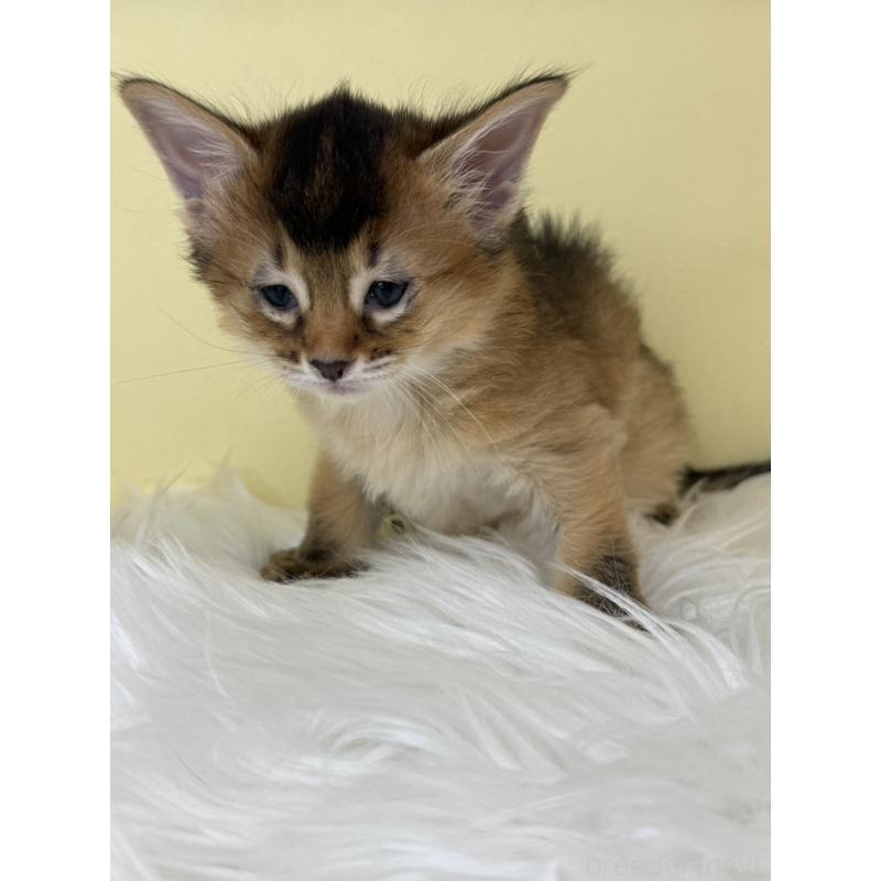 販売中の埼玉県のソマリ-138727の4枚目