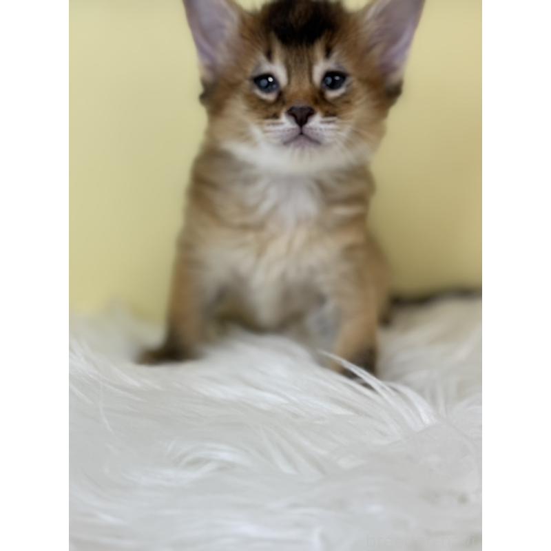 販売中の埼玉県のソマリ-138727の3枚目