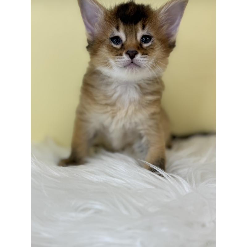 販売中の埼玉県のソマリ-138727の2枚目