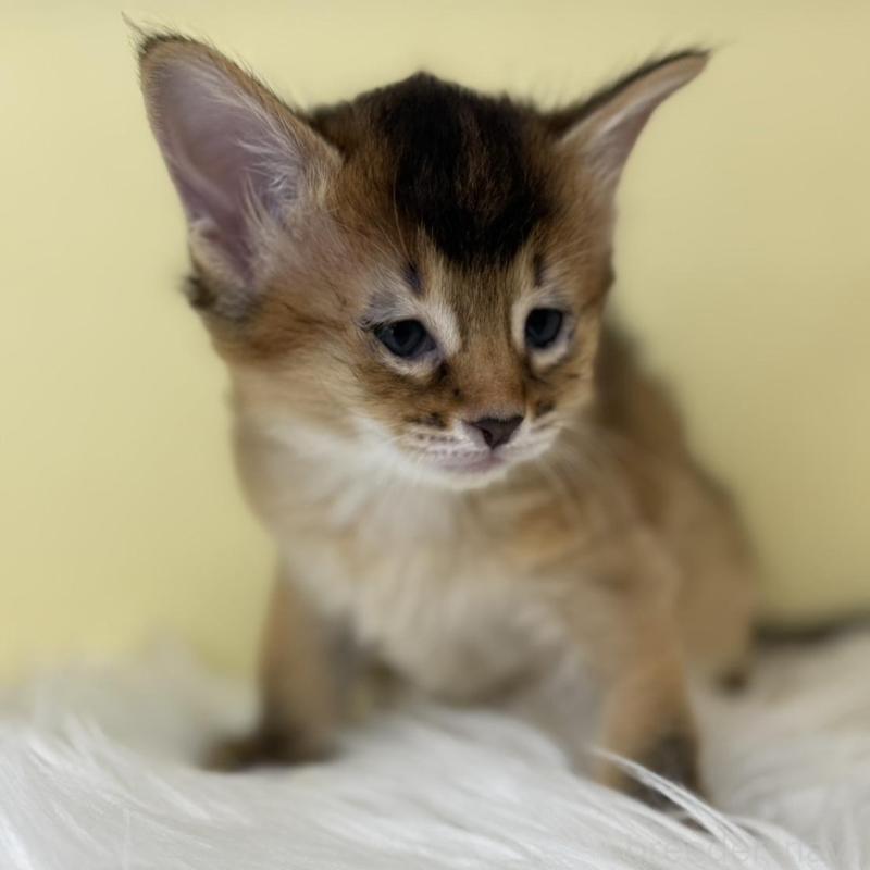 販売中の埼玉県のソマリ-138727