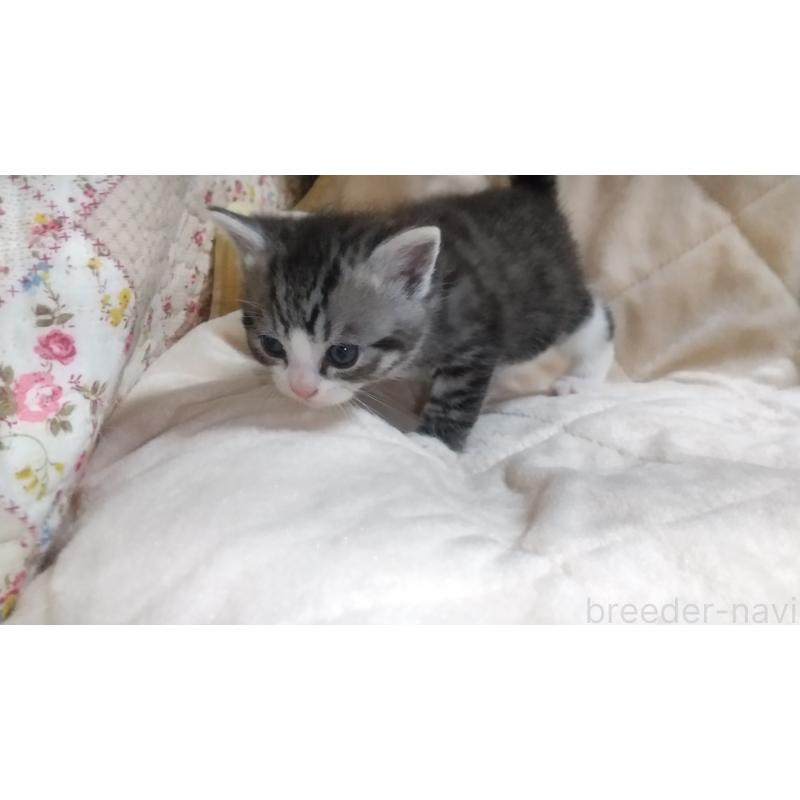 販売中の愛知県のマンチカン-138728の3枚目