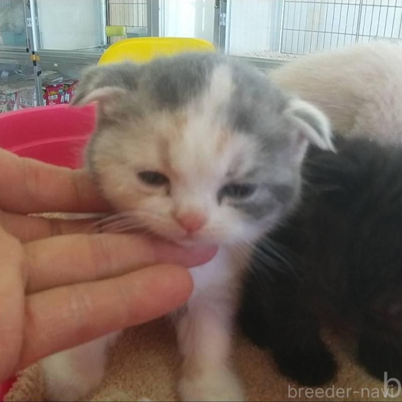 販売中の愛知県のスコティッシュフォールド(折れ耳)-138729の1枚目