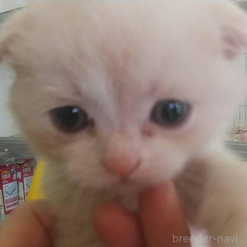 販売中の愛知県のスコティッシュフォールド(折れ耳)-138731