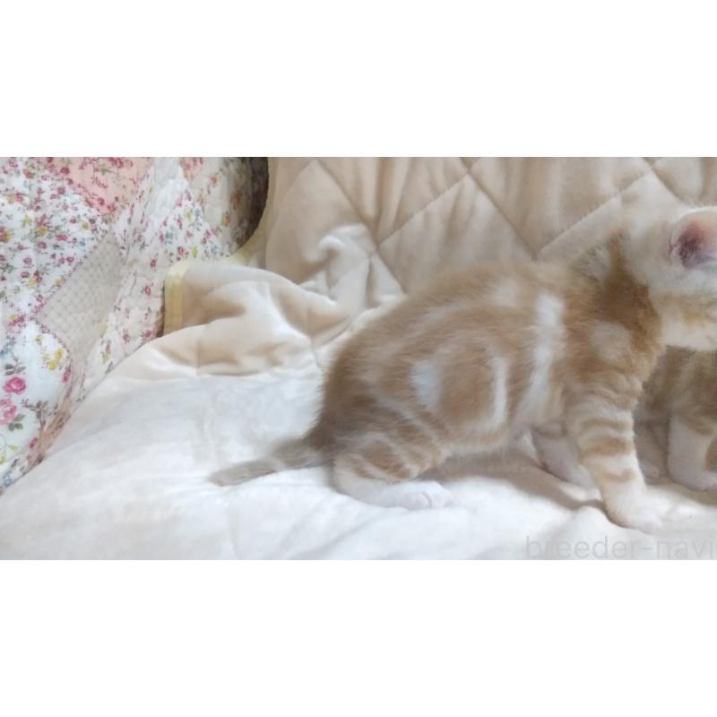 販売中の愛知県のマンチカン-138730の3枚目