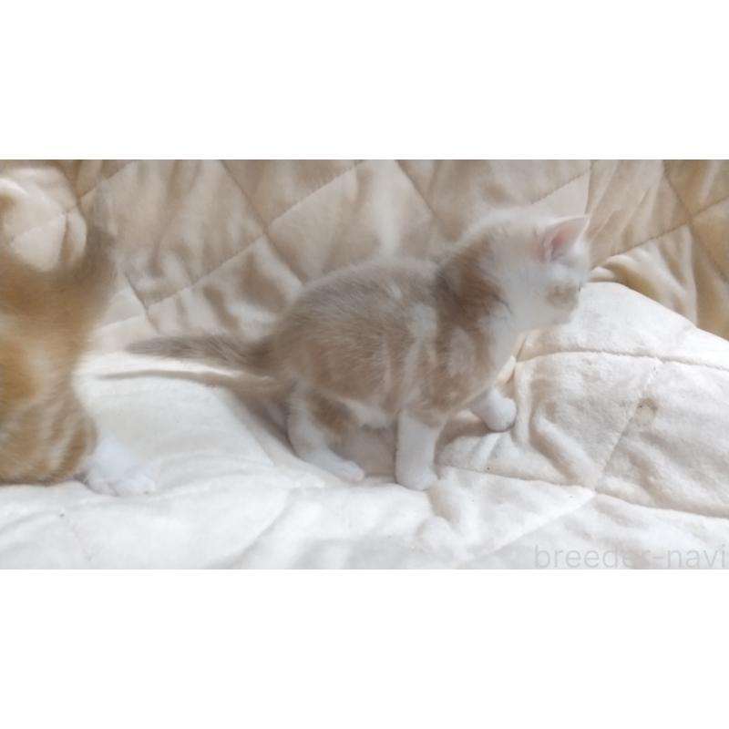 販売中の愛知県のマンチカン-138732の4枚目