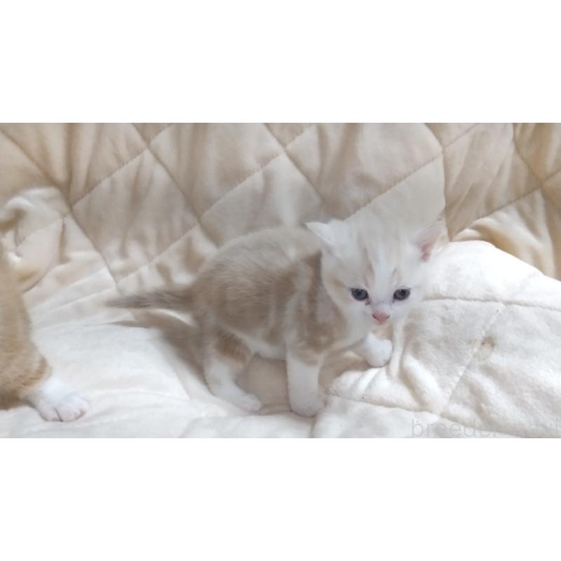 販売中の愛知県のマンチカン-138732の3枚目