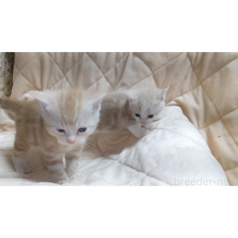 販売中の愛知県のマンチカン-138732の2枚目