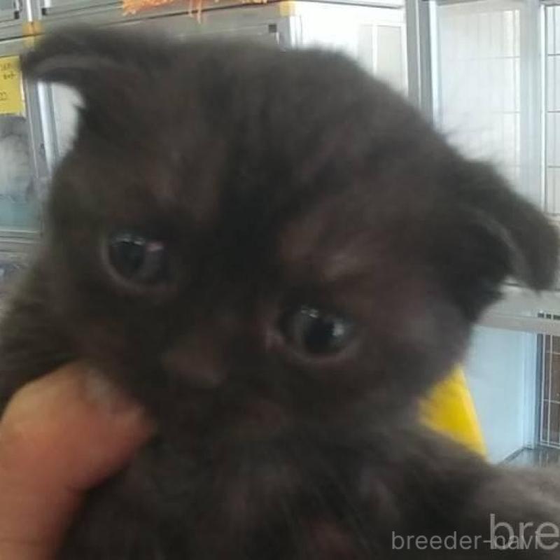 販売中の愛知県のスコティッシュフォールド(折れ耳)-138733