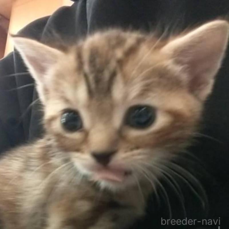 販売中の愛知県のアメリカンショートヘア-138352