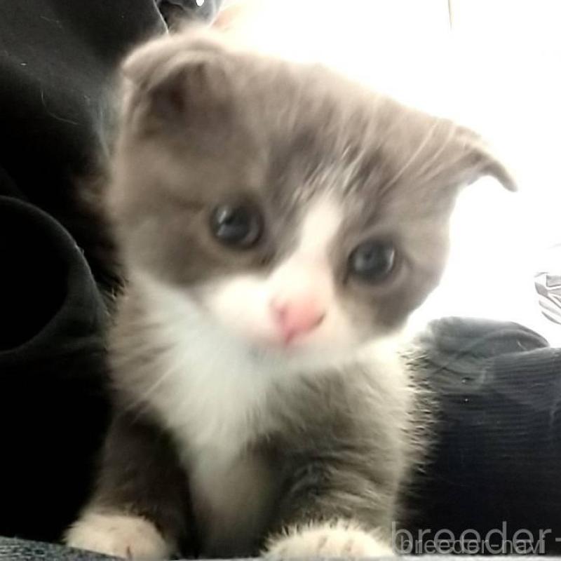 販売中の愛知県のスコティッシュフォールド(折れ耳)-138734