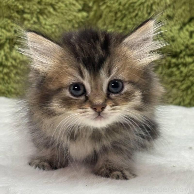 販売中の愛知県のマンチカン(短足)-138735の2枚目