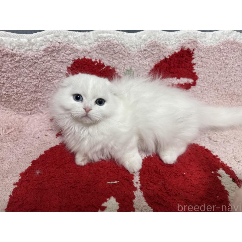 販売中の千葉県のマンチカン(短足)-135249の4枚目