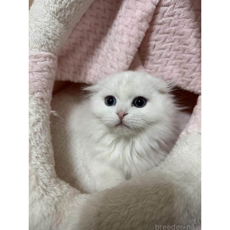 販売中の千葉県のマンチカン(短足)-135249の3枚目