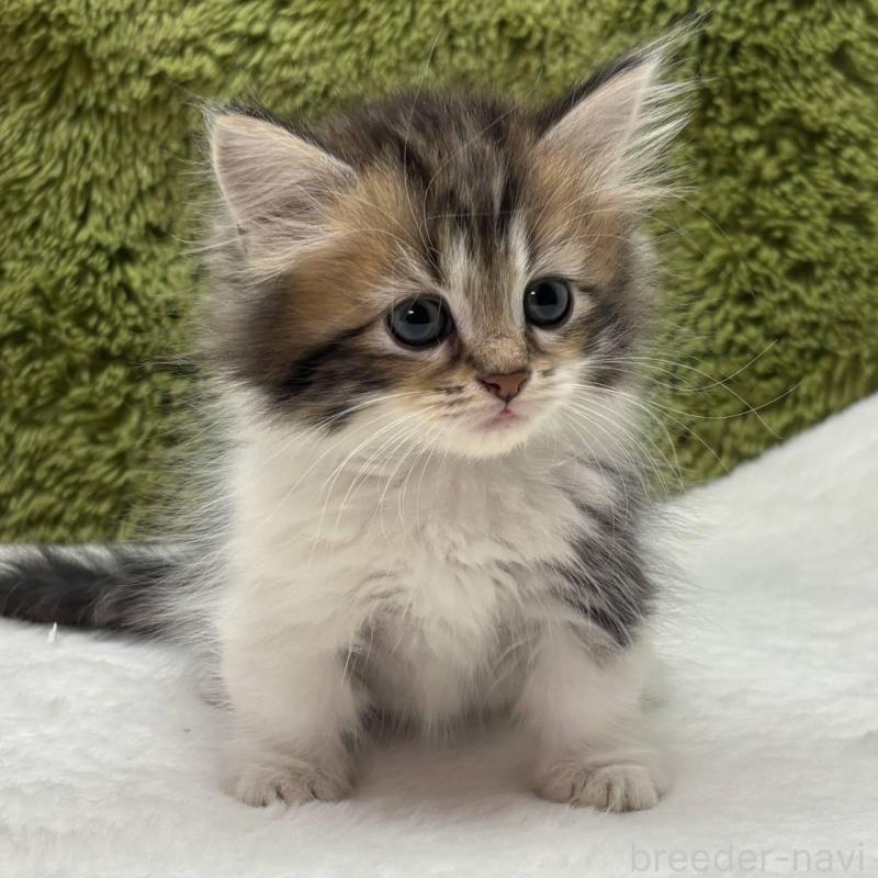 販売中の愛知県のマンチカン(短足)-138736の2枚目