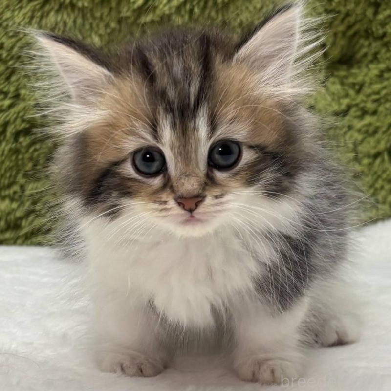 販売中の愛知県のマンチカン(短足)-138736の1枚目